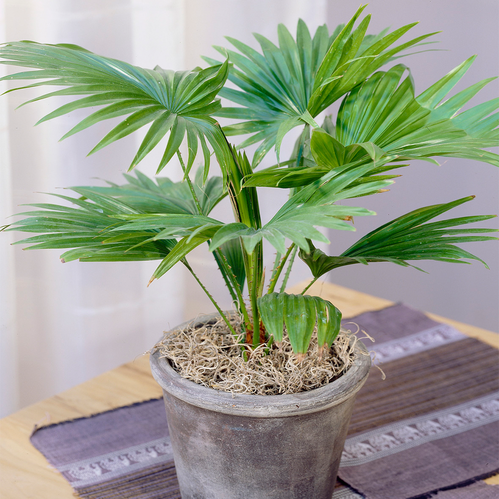 Livistona Palm Tropical Palm Indoor Decorative Houseplant Supplied in